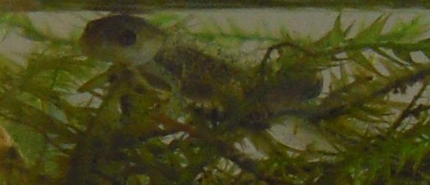 Larva di... Salamandra salamandra